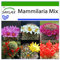 SAFLAX - Mélange de Mammillaria - 40 graines - Avec substrat - Mammilaria Mix