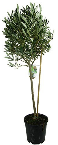 Olivenbaum, Oliven Stamm (Olea europaea) inkl. Topf ca.80-100cm