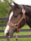 Weaver Leder Stacy Westfall Bronc Halfter