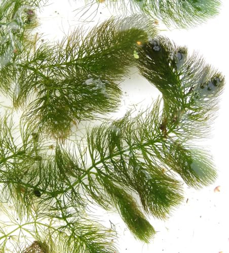 8 plantes flottantes vivantes pour aquarium [Anthocerotophyta] - Plante pour aquarium avec la croissance la plus rapide