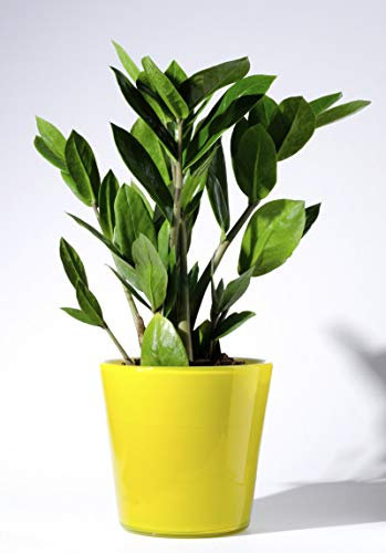 Pinkdose Zamioculcas Zamiifolia Seeds - A Raz zz House Plant50 Seeds