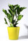 PinkdoseÂ Zamioculcas Zamiifolia Seeds - A Raz zz House Plant50 Seeds