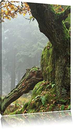 Pixxprint Dicker Baum im Wald im Moos, Größe: 100x70cm, Leinwandbild, fertig gespannt, Wandbild, Dekoration, Kunstdruck, kein Poster
