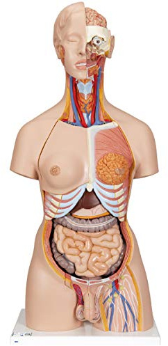 3B Scientific Deluxe-Torso-Modell, in Luxus-Ausführung, zweigeschlechtlich, mit offenem Rücken, 28-teilig, inkl. anatomischer Software „3B Smart Anatomy“ (evtl. nicht in deutscher Sprache)