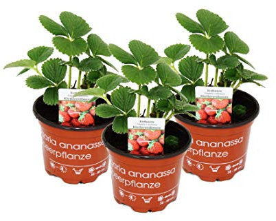 Exotenherz - Klettererdbeere Fragaria x ananassa 3 Pflanzen