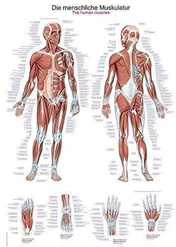 anatomische Lehrtafel Die menschliche Muskulatur, 50 x 70 cm Anatomie Poster