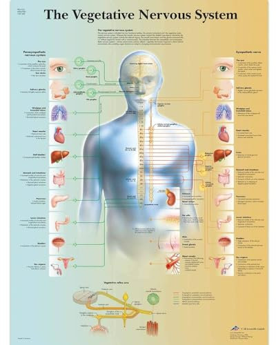 3B Scientific VR1610L Human Anatomy – Das vegetative Nervensystem Diagramm, laminierte Version
