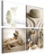 B&D XXL - Wandbilder Set Muscheln 80x80 cm 4 Teilig je 40x40 Vlies Leinwandbild Kunstdruck modern Wandbilder XXL Wanddekoration Design Wand Bild mehrteilig - Natur Strand Spa 9060093