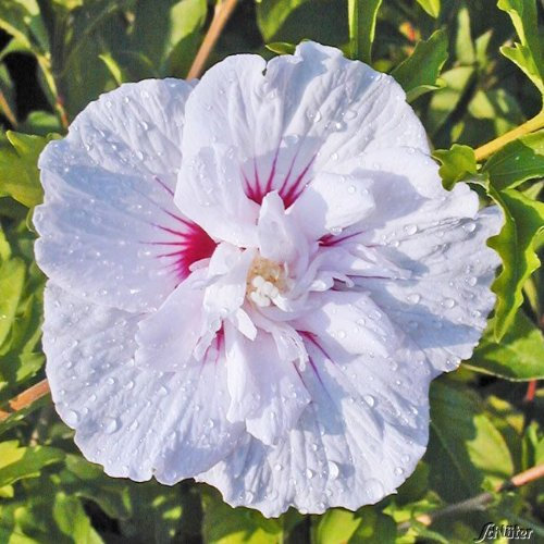 Hibiskus Garteneibisch China Chiffon - Hibiscus syriacus - winterhart und mehrjährig - 1 Zierstrauch von Garten Schlüter - Pflanzen in Top-Qualität 40-60 cm