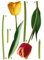 BilligerLuxus Wandtattoo Wandsticker Tattoo Wanddeko Floral Blumen rot Tulpen rot gelb