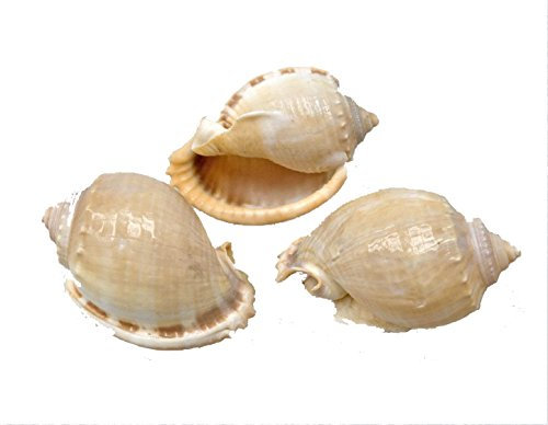Streudekoration - Großpaket - 12er Pack Schnecke, Sahara, Natur, Gehäuse, Deko, Bastelbedarf, Schneckenhaus, Gesteck, Floristik