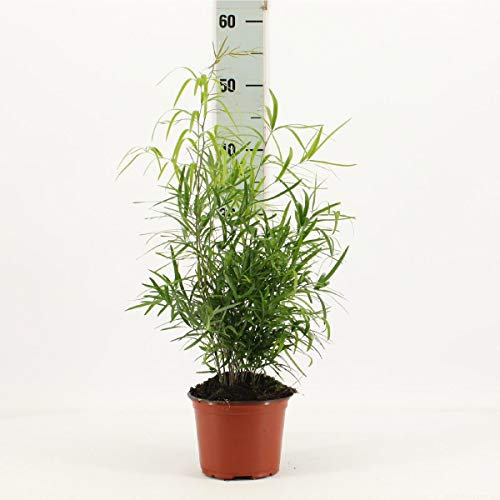 Asparagus falcatus - Sicheldorn-Spargel, 35 cm, Pflegeleichte Zimmerpflanze, Immergrün & Dekorativ, Ideal für Zuhause & Büro