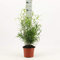 Asparagus falcatus - Sicheldorn-Spargel, 35 cm, Pflegeleichte Zimmerpflanze, Immergrün & Dekorativ, Ideal für Zuhause & Büro
