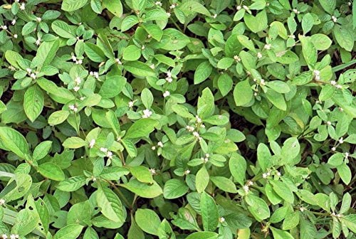 Alternanthera ficoidea bettzickiana ‘Green’ - Live aquarium Plants … (Potted)