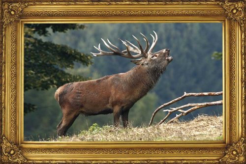 empireposter Röhrender Hirsch - Heimatliebe Tiere Animals Poster Plakat Druck - Grösse 91,5x61 cm