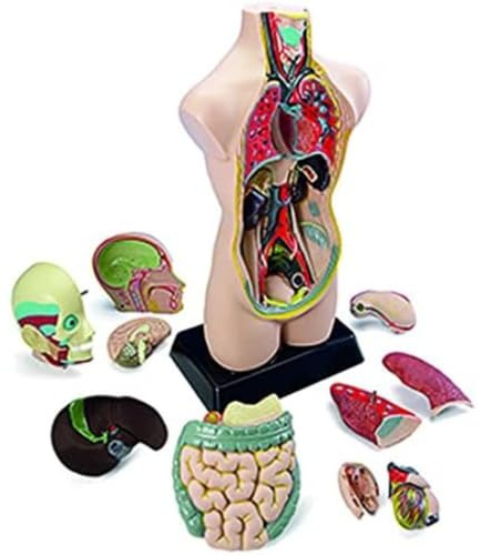 Miniland Anatomieset 50cm, 11 Teile, Didaktische Anleitung-99020