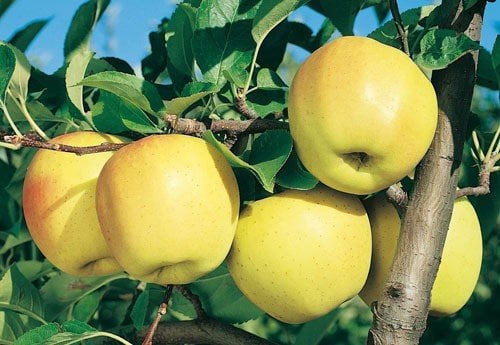 PIANTA ALBERELLO DA FRUTTA ALBERO DI MELA GOLDEN DELICIOUS 157