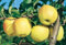 PIANTA ALBERELLO DA FRUTTA ALBERO DI MELA GOLDEN DELICIOUS 157