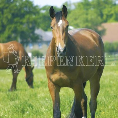 Kiepenkerl Country Horse 2120 Pferdeweide Balance | 10 kg Rasensaat