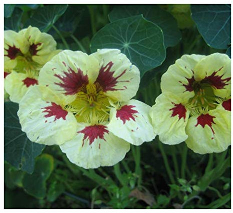 PREMIER SEEDS DIRECT - Nasturtium - Ladybird Cream Purple SPOT - 25 Seeds