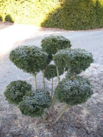 Eibe Groß Bonsai Taxus baccata mit Ballen 100 cm hoch und breit