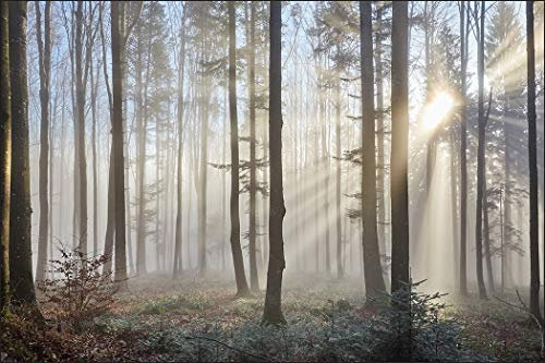 Muralo Fototapete Wald im Nebel 300 x 450 cm Vlies Tapete Wandtapeten Bäume Sonne Wohnzimmer Schlafzimmer Moderne Wandbilder XXL Landschaft Panorama Wand Dekoration