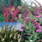 MÉLANGE DE 3 BUDDLEIAS EN 17CM POT | ROUGE BLANC ET ROSE ARBUSTES À FEUILLES CADUQUES PLANTES RUSTIQUES 3 COULEURS