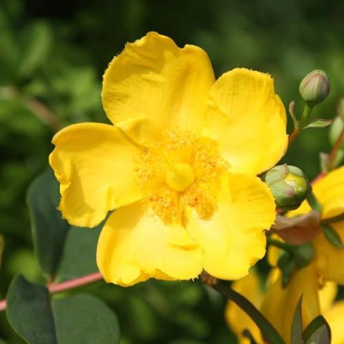 Plant Theory Hidcote St. John's Wort Hypericum x Hidcoteense Shrub Plant 2L Pot