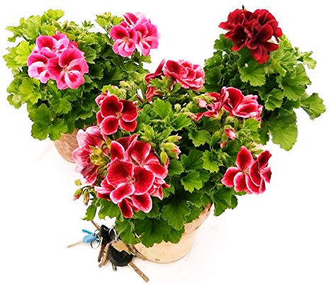 POWERS TO FLOWERS - GERANIO IMPERIALE XXL VASO 17CM, PELARGONIUM GRANDIFLORUM, TRIS, piante vere