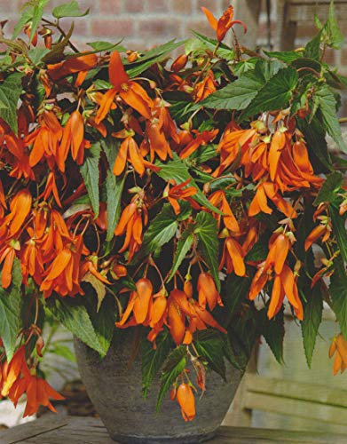 Bauernbegonie Begonia Bertini Santa Cruz Knollenbegonien Blumenzwiebeln Neu (3 Zwiebeln)