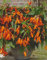 Bauernbegonie Begonia Bertini Santa Cruz Knollenbegonien Blumenzwiebeln Neu (3 Zwiebeln)