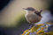 adrium Poster-Bild 110 x 70 cm: Zaunkönig (Locustella naevia) (203967530)