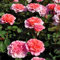 Duftende Edelrose Käthchen von Heilbronn®, Doppelbogen, Topf 7,5 Liter