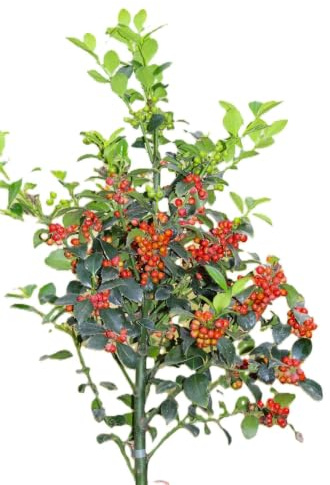 Stechpalme Ilex Heckenfee Hochstamm 80-100 cm Ilex Meserveae