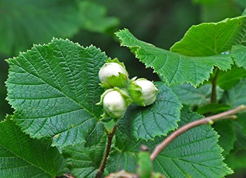 ALBERO DI NOCCIOLO PIEMONTESE-CORYLUS AVELLANA - pianta vera da frutto da esterno Ø 19 cm -h 150 cm