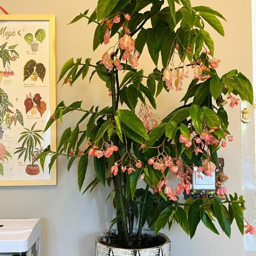 Semillas de begonia de trucha - semillas exóticas Begonia maculata - Plantas resistentes al invierno para balcones. semillas variedades antiguas plantas verdes plantas de interior Las 250pcs