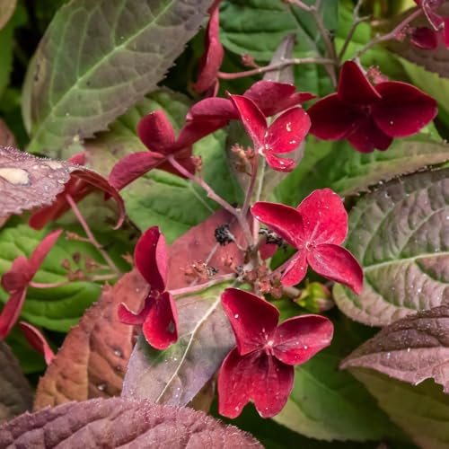 Hydrangea Serrata 'Daredevil' – Vibrant Pink Lacecap Flowers with Dark Purple Foliage | Hardy Shrub for Shade or Sun | Dramatic Autumn Colours - 3X 9cm Potted Plants by Thompson & Morgan