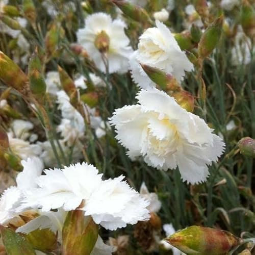 6x Œillet mignardise 'Haytor White' - Dianthus Plumarius ‘Haytor White’ - Godet 9x9cm
