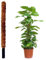 Jardinlife Tutor Fibra de Coco Natural para Plantas Trepadoras y Enredaderas, Guía para Las Raíces (100 cm)