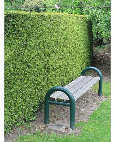 Lebensbaum Brabant 60-80 cm. 7 Thuja Koniferen. Hecke: Immergrün & Winterhart