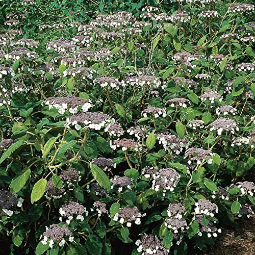 Samthortensie - Gartenhortensie - Top Qualität von Garten Schlüter (30-40 cm)