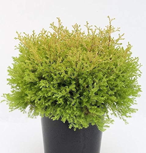 Lebensbaum Rheingold 15-20cm - Thuja occidentalis - lebende Gartenpflanze aus den Baumschulen