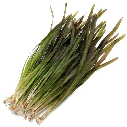 K2AQUA 5 X Vallisneria Spiralis Rubra Vallis Live Aquarium Plants Ideal for Freshwater Tropical Aquascapes Natural Background Decoration