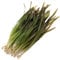 K2AQUA 5 X Vallisneria Spiralis Rubra Vallis Live Aquarium Plant Ideal for Freshwater Tropical Aquascapes Natural Background Decoration