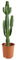 Bloomique - Euphorbia Acrurensis - Cowboy Kaktus - Sukkulenten - Zimmerpflanzen - Sehr Pflegeleicht - Höhe 80-100 cm - Topf 24 cm