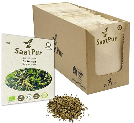 Zichorien BIO Keimsprossen Samen von SaatPur - Keimsaat für Sprossen, Microgreens - Großes Tray mit 70 Portionstüten je 20g
