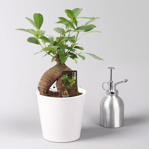 Ficus 'Ginseng', inkl. Übertopf Dallas weiß, Topf-Ø 12 cm