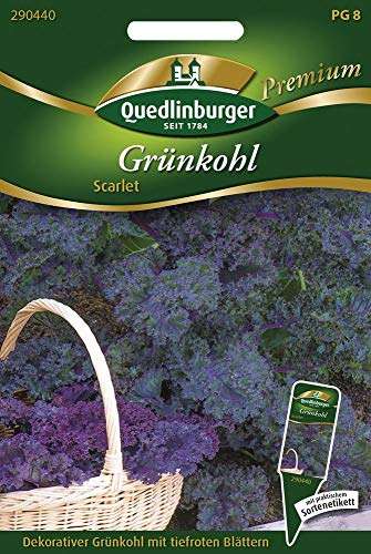 Quedlinburger 290440 Grünkohl Scarlet (Grünkohlsamen)