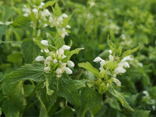 Brennnessel Samen aus Deutschland, mehjährige & winterharte Brennessel (lat. Urtica dioica), samenfeste Brennnesselsamen für Garten, Topf oder Balkon (5.000 Samen)