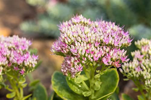 Sedum spectabile 'Carmen' 9x9 cm Topf – Winterhart, Mehrjährig, Pflegeleicht – Fetthenne – Staude für Beet & Steingarten